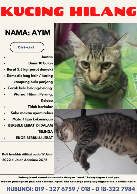 Ayim - Domestic Long Hair Cat