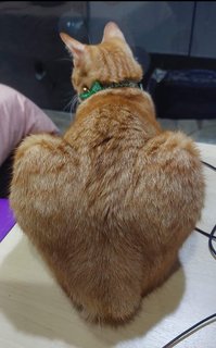 Pan - Domestic Short Hair Cat