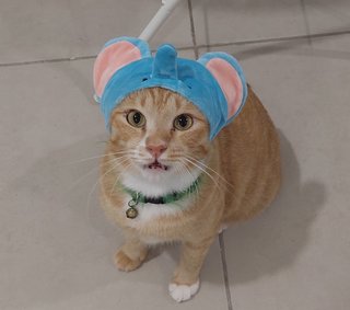 Pan - Domestic Short Hair Cat