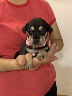 Pink  - Mixed Breed Dog