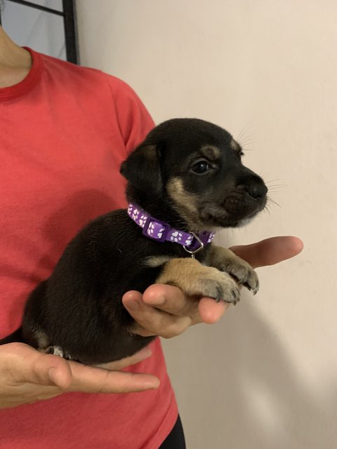 Purple - Mixed Breed Dog