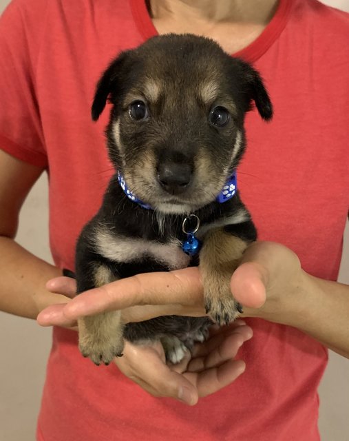 Navy - Mixed Breed Dog