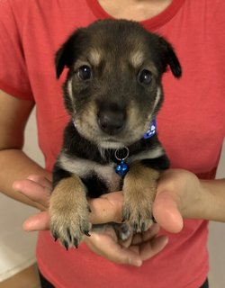 Navy - Mixed Breed Dog