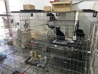 30 cats looking for home