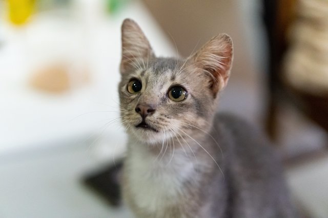 Hamtaro - Domestic Short Hair Cat