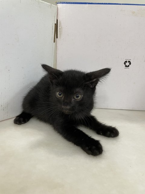 Black Baby Cat - Domestic Short Hair Cat