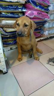 Brown - Mixed Breed Dog