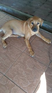 Brown - Mixed Breed Dog