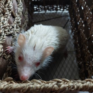 Potato - Hedgehog Small & Furry