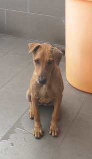 Stella - Mixed Breed Dog