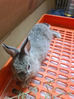 Oreo - Netherland Dwarf Rabbit