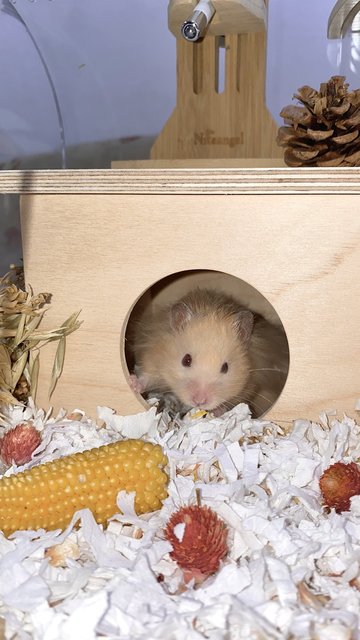 Hammy - Syrian / Golden Hamster Hamster