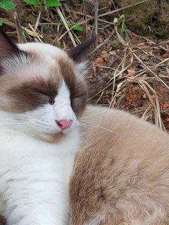 Simba - Persian + Birman Cat