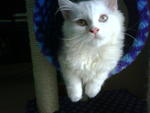 May - Persian Cat