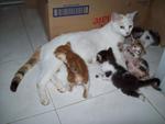 Uteh And Kitties - Domestic Short Hair Cat