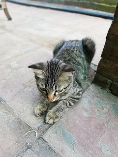 Melon &amp; Batik - Domestic Short Hair Cat