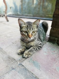 Melon &amp; Batik - Domestic Short Hair Cat