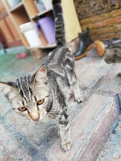 Melon &amp; Batik - Domestic Short Hair Cat