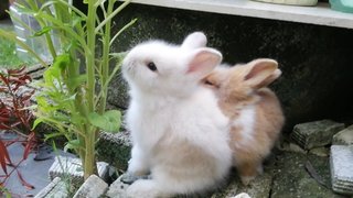 White Baby Rabbit  - Lionhead + Netherland Dwarf Rabbit