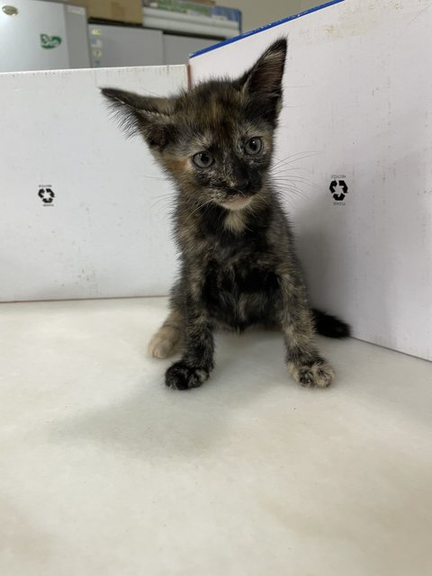 Black Gold Baby Cat - Domestic Short Hair Cat