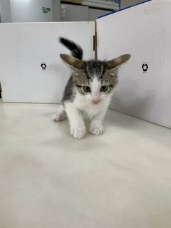 Grey Baby Cat - Domestic Short Hair Cat