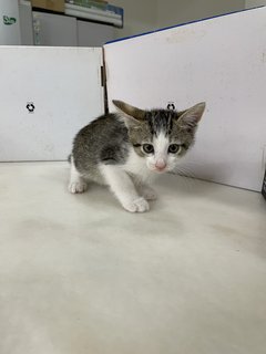 Grey Baby Cat - Domestic Short Hair Cat