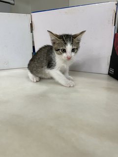 Grey Baby Cat - Domestic Short Hair Cat