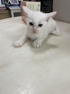 White Baby Cat - Domestic Short Hair Cat