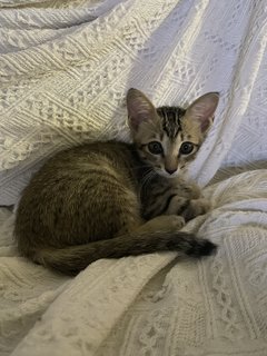 Baby - Domestic Short Hair Cat