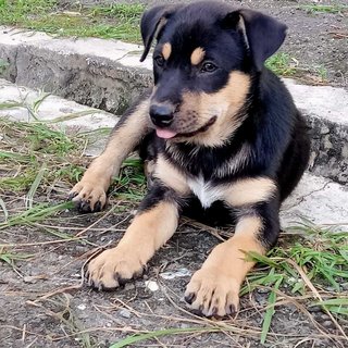 Rex (K) - Mixed Breed Dog