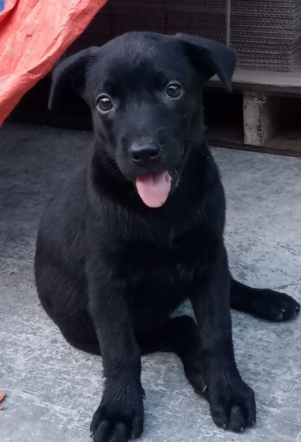 Shakira (K) - Mixed Breed Dog