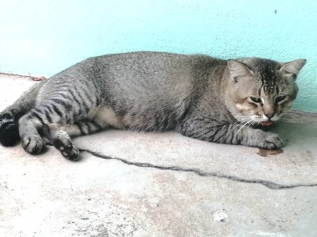 Musang - Domestic Short Hair Cat