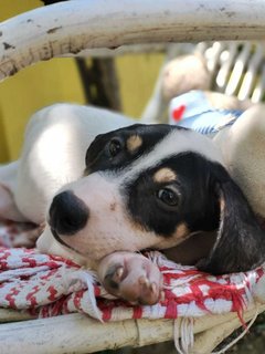 Bessie - Pointer Mix Dog