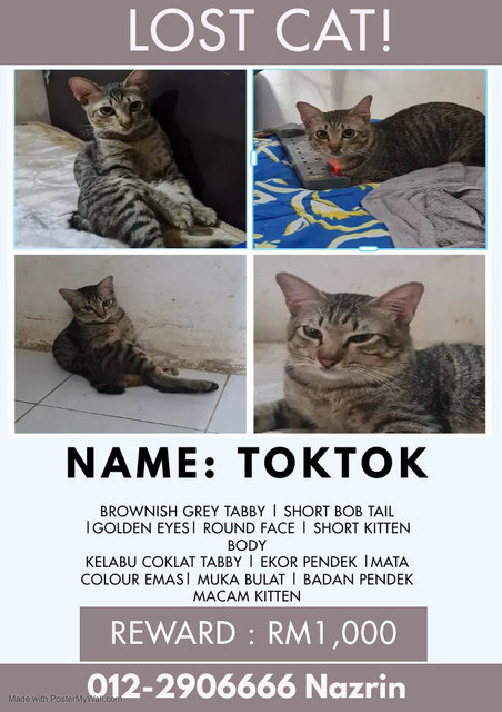 Toktok - Domestic Short Hair Cat