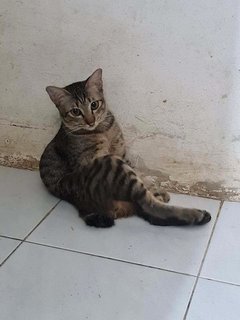 Toktok - Domestic Short Hair Cat