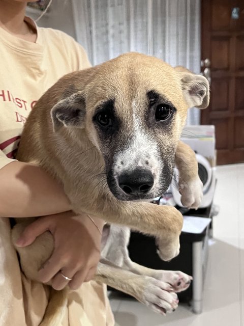 Hercules  - Labrador Retriever + Husky Dog