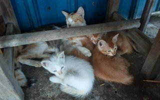 Mixed - Domestic Short Hair Cat