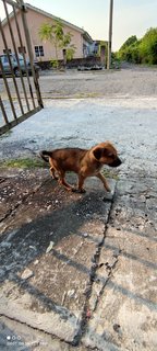 Various Mixed Puppies - Mixed Breed Dog