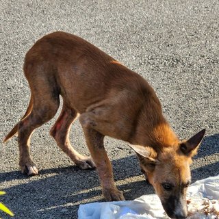 Girlie - Mixed Breed Dog