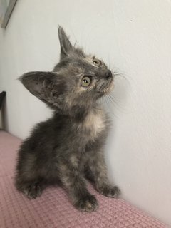 Cengkih - Domestic Short Hair + Dilute Tortoiseshell Cat