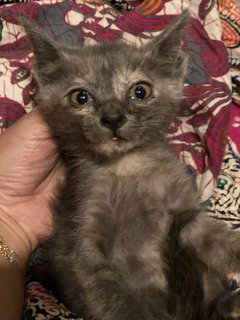 Cengkih - Domestic Short Hair + Dilute Tortoiseshell Cat