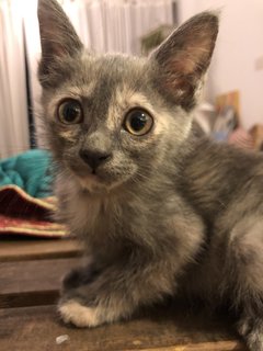 Cengkih - Domestic Short Hair + Dilute Tortoiseshell Cat