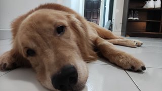 Buster - Golden Retriever Dog