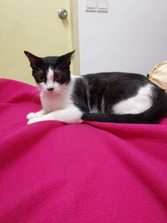 Rina - Spayed And Vaccinated Free - Domestic Short Hair Cat