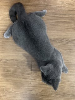 Molly - British Shorthair Cat