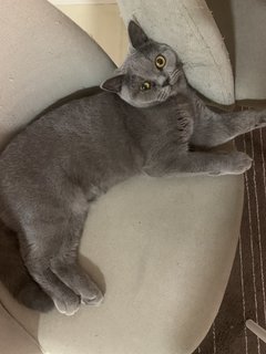 Molly - British Shorthair Cat