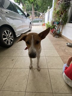 Lucky Boy - Mixed Breed Dog