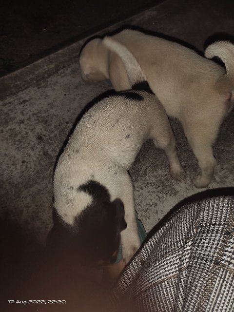 White - Mixed Breed Dog