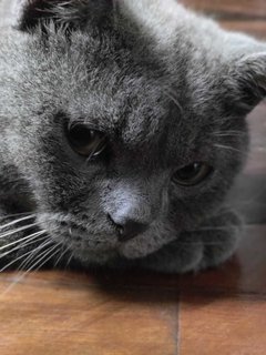 Sesame - British Shorthair Cat