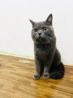 Sesame - British Shorthair Cat